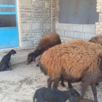 گوسفند بره دار