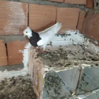 کبوتر