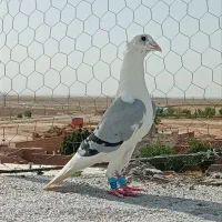 کفتر
