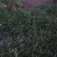 نعنا تازه ارگانیک جوپار