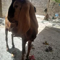 پارچ|ظروف نگهدارنده، پلاستیکی، یکبارمصرف|سراوان, |دیوار