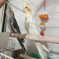 جوجه عروس هلندی