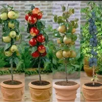 ،نهال|خدمات باغبانی و درختکاری|گرگان, |دیوار