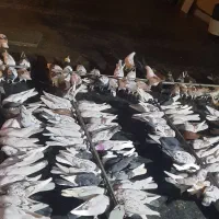فروش کبوتر پرشی بلند پرواز