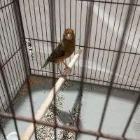 قناری ، سهره