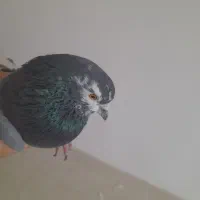نر سبز صورت سفید عتیقه