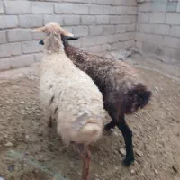 ۳راس میش داشتی