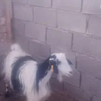 بز استاق