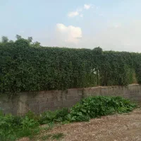 فروش-باغچه-با-استخر