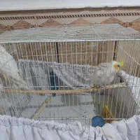 سلام‌سه‌عدد‌عروس‌هلندی