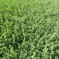 کاه یونجه