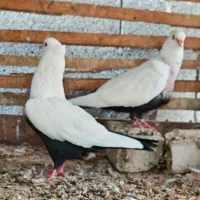 کفتر نر و ماده دمی
