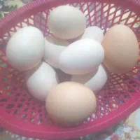 تخم مرغ محلی نطفه دار