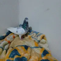 پاکستانی نر