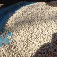 حبوبات و غذایی