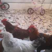 خروس جوان