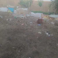 ۲عددگوساله