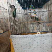 گرینچیک تراکویس و آناناسی عروس هلندی