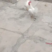 دوعددخروس جوان به فروش میرسد