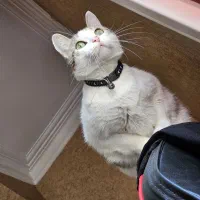 واگذاری گربه DSH