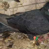 جفت نر وماده کرمانی