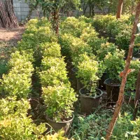 فروش گلهای زینتی  (شمشاد طلایی-سیکاس-کاج نوئل سبز)