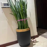 گل سانسوریا بلند