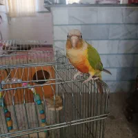 طوطی گرینچیک۲ساله