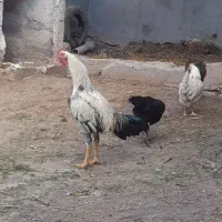 خروس لاری جوان