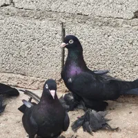 کبوتر دونه ای درهم1500