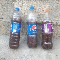 بادام کوهی