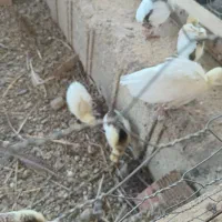 جوجه طاووس سفید
