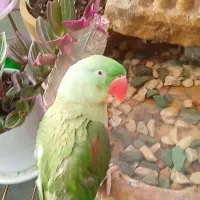 طوطی گمشده