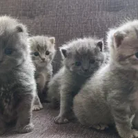 گربه اسکاتیش برتیش