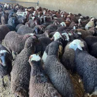 بره نر برای جمع
