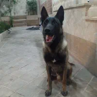 سگ مالینیوز نر