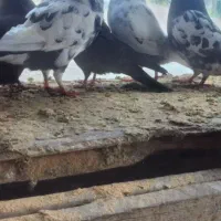 کبوتر های ناب