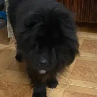 سگ چاچاو