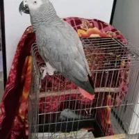کاسکو