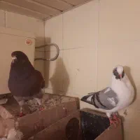 کبوتردم چتری رنگی وکینگ