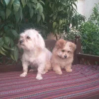 سگ شیتزو ماده و توله