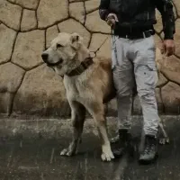 سگ گله ای سن ۱۵ ماه