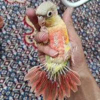گرینچیک اناناسی رد تازه دونخور