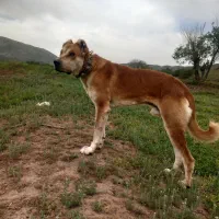 سگ گله ی|سگ|قوچان, |دیوار