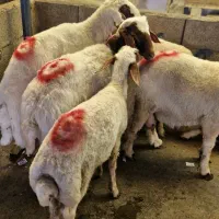 گوسفند زنده و گوشتی