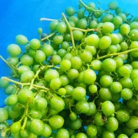 محصولات شمال آبغوره ورب آلوچه