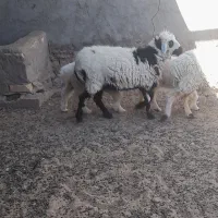 دو تا بره نر ماده