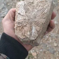 فسیل