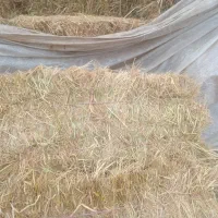 تعداد ۲۰۰عدد سراچینا هر کدام ۱۰۰هزارتومن