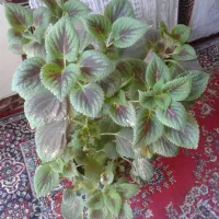 گل پیوس وتعدادی گل طبیعی